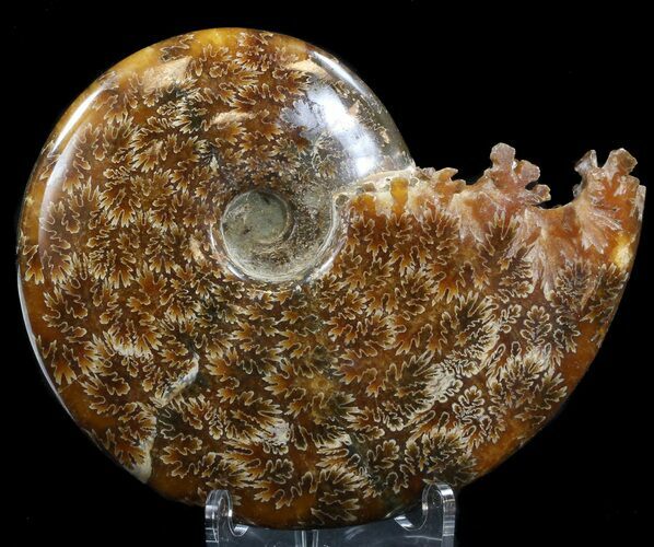 Cleoniceras Ammonite Fossil - Madagascar #39489